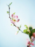 Cherry Blossom