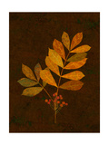 Autumn Leaves III