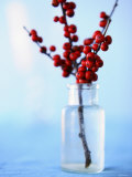 Winterberry Holly