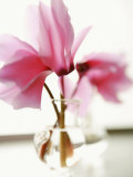 Fuchsia Blossoms in Clear Vase