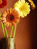 Friendly Daisies