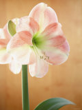 White and Pink Amaryllis
