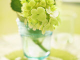 Hydrangea Springtime