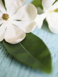 Open Magnolia Flower