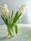 White Carnegie Hyacinth