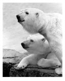2 Bear Heads