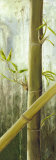 Rainforest I