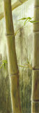 Rainforest III