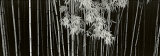 Bamboo  China