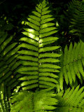 Close View of a Fern Lit by the Sun  Groton  Connecticut