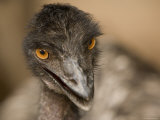 Closeup of a Captive Emu