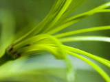 Close View of Green Flower  Groton  Connecticut