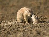 Black-Tailed Prairie Dogs in Eastern Montana