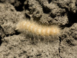 Arctiid Moth Caterpillar in the Dirt in Lincoln  Nebraska