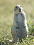 Black-Tailed Prairie Dog in Montana