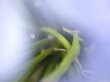 Blurred Close View of Stamen of a Pale Blue Flower  Groton  Connecticut