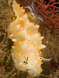 Closeup Detail of Nudibranch  Bali  Indonesia