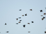 Brown-Headed Cowbirds in Eastern Montana