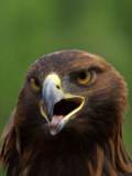 Close Portrait of a Golden Eagle  Alaska