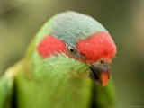 Closeup of a Musk Lorikeet  Singapore