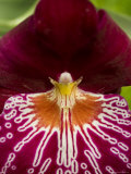 Close View of a Red Orchid  Groton  Connecticut