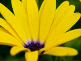 Close View of Osteospermum Hybrid  Groton  Connecticut