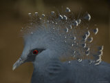 Closeup of a Captive Victoria Crowned Pigeon