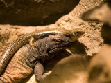 Chuckwalla Lizard and a Skink from the Henry Doorly Zoo  Omaha Zoo  Nebraska