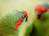 Captive Musk Lorikeet