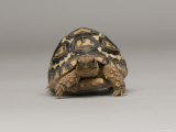 Baby Leopard Tortoise at the Lincoln Children's Zoo  Nebraska