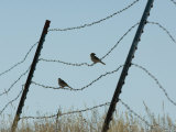 Brown-Headed Cowbirds Sit on a Wire in Eastern Montana