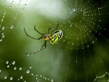 Cobweb Weaver Spider Rests on his Dew Covered Web  Groton  Connecticut