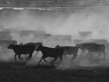Cattle Running in Feed Lot  Kansas
