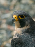 Close Portrait of a Peregrine Falcon  Alaska
