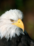 Close Portrait of a Bald Eagle  Alaska