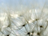 Close View of Dandelion Seeds  Groton  Connecticut