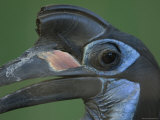 Abyssinian Ground Hornbill at the Omaha Zoo  Nebraska