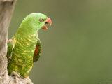 Closeup of a Scaly-Breasted Lorikeet  Singapore