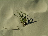 Blades of Grass on a New England Beach