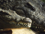 Adult Crocodiles Resting in the Sun  South Africa