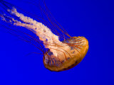 Closeup of a Captive Jelly in an Aquarium  Boston  Massachusetts