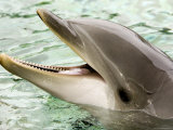 Closeup of a Bottlenose Dolphin