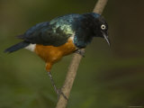 Closeup of a Captive Superb Starling