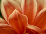 Close View of Petals of an Orange Flower  Groton  Connecticut