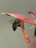 Closeup of Bee on a California Fuchsia