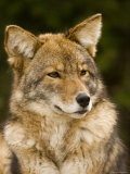 Closeup Portrait of a Captive Coyote  Massachusetts