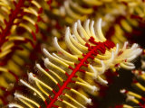 Close View of Arm of a Crinoid Feather Star  Bali  Indonesia