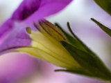 Close View of Single Honey Bee on a Petunia  Groton  Connecticut