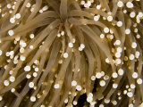 Closeup Detail of a Sea Anemone  Bali  Indonesia