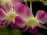 Close View of a Pink Orchid Flowers  Groton  Connecticut